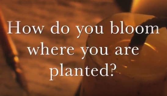 How do you bloom where you are planted?