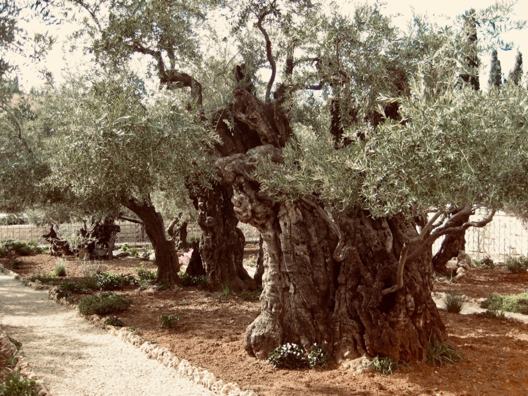 Garden of Gethsemane