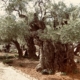 Garden of Gethsemane