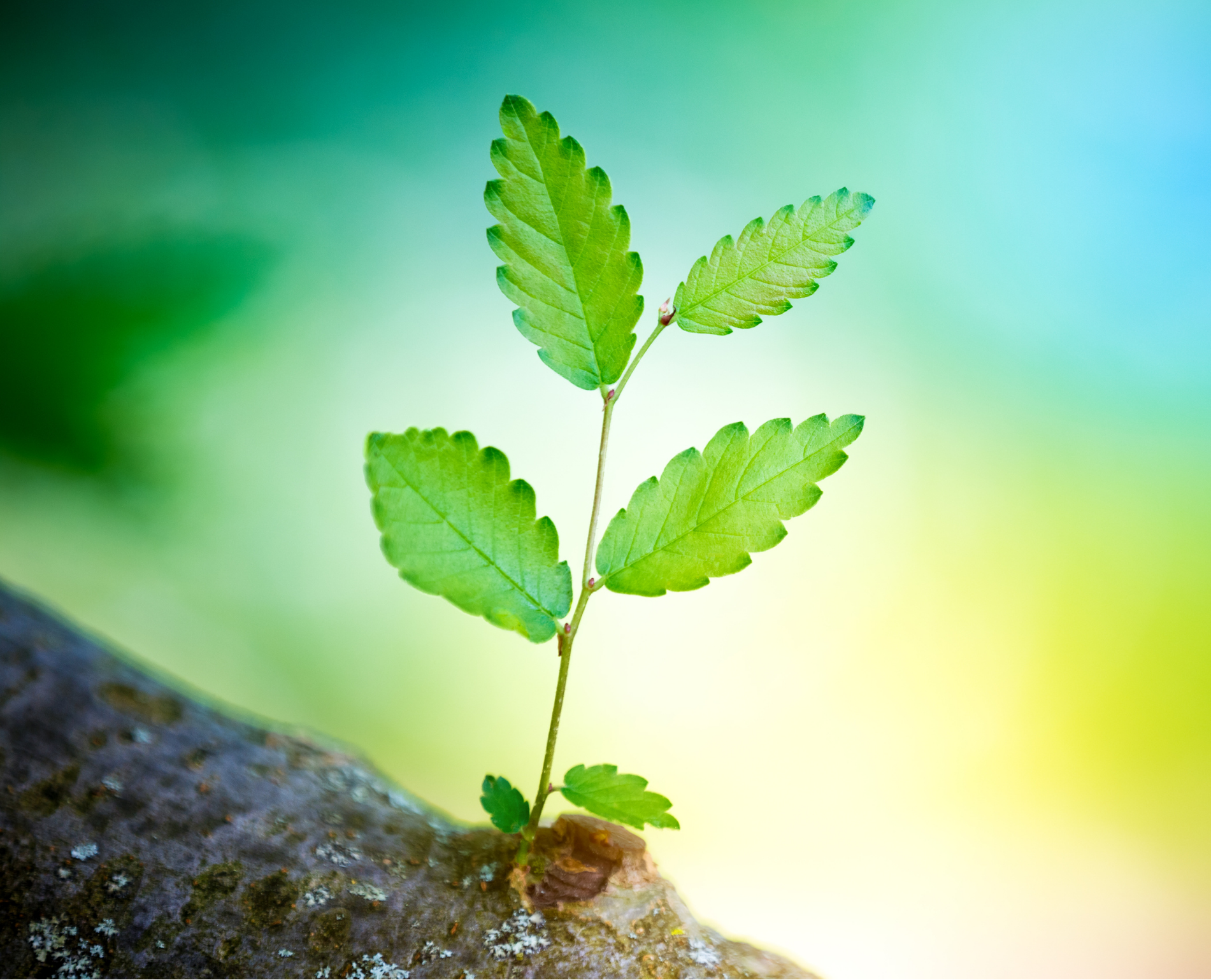 John 14:6—How Is Jesus ‘the Life’?