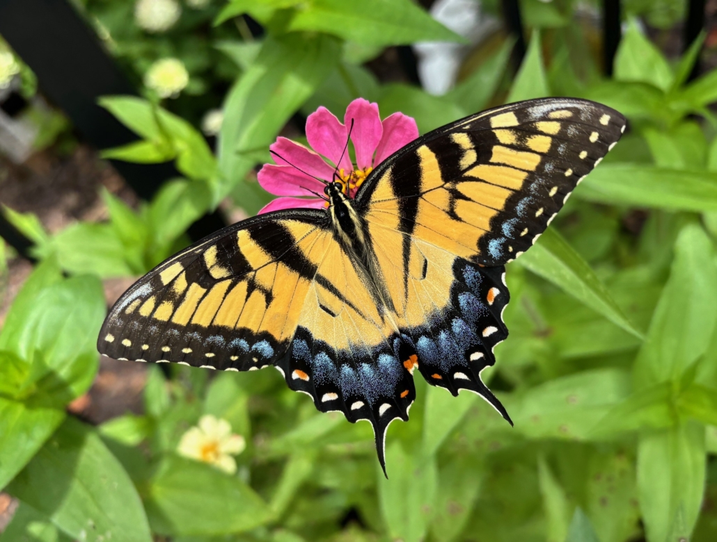 thankful in everything