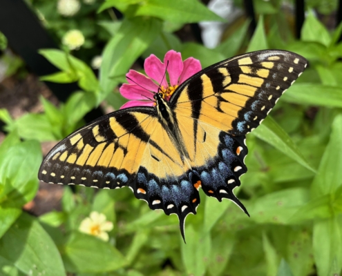 thankful in everything