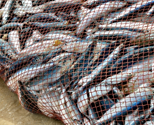 Fish gathered in a fishing net with soft morning light on the water