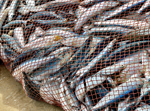 Jesus' teaching of fishing