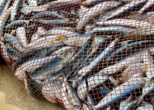 VIDEO: After His Resurrection, What Did Jesus Teach Us About Fishing?