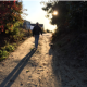 Person walking a sunlit dirt path with a small dog, surrounded by trees and long shadows