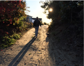 Person walking a sunlit dirt path with a small dog, surrounded by trees and long shadows