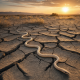 A light-colored snake slithering across cracked, dry earth in warm sunlight.