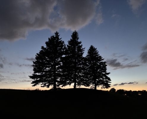 Silhouette of three tall evergreen trees on a hill against a twilight sky with soft orange and blue tones.